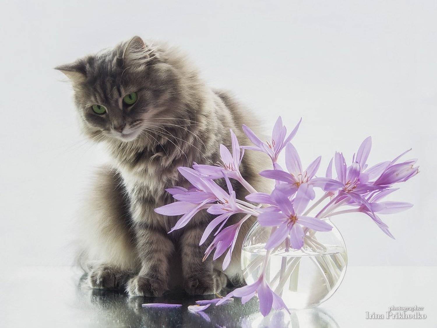 потрет, домашние животные, кошка Масяня, букет, крокусы, Ирина Приходько