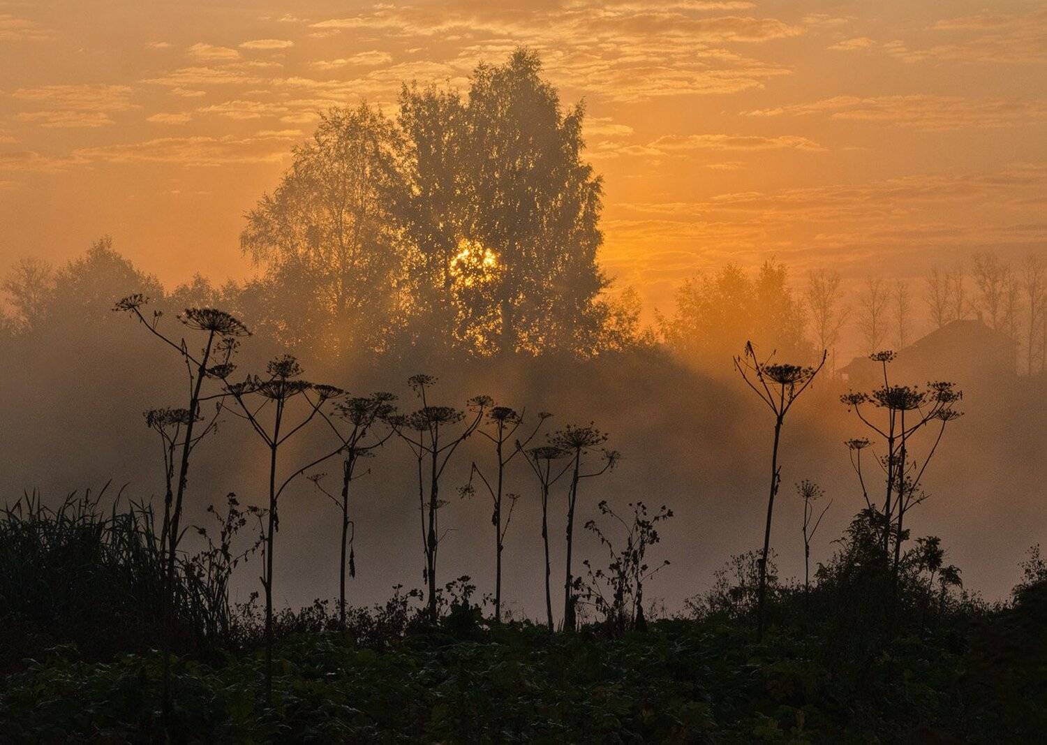 борщевик, природа, восход, утро, архангельское, Михаил Агеев