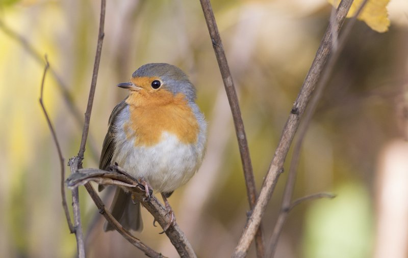 Малиновка. фото превью