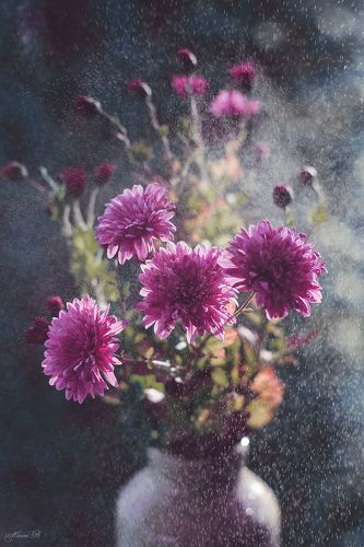 Поздние цветы