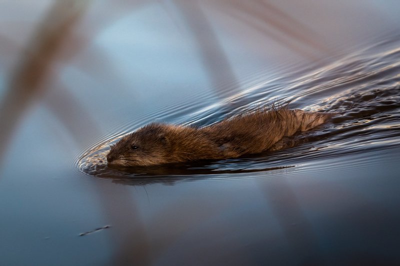ондатра, животное Ондатра фото превью