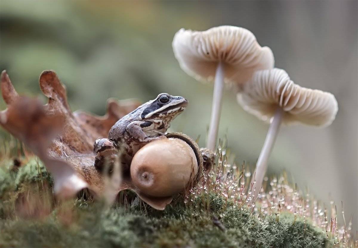 , Галина Горькавая