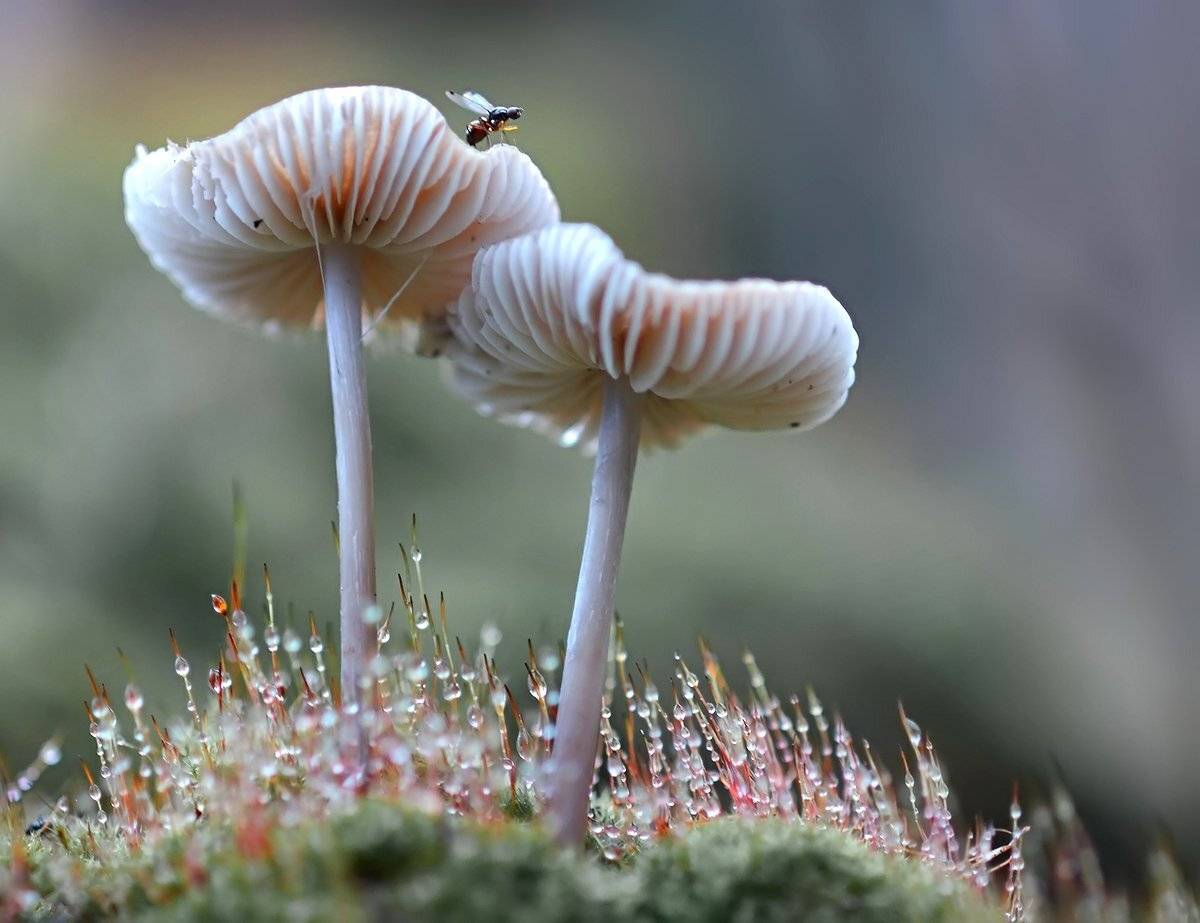 , Галина Горькавая