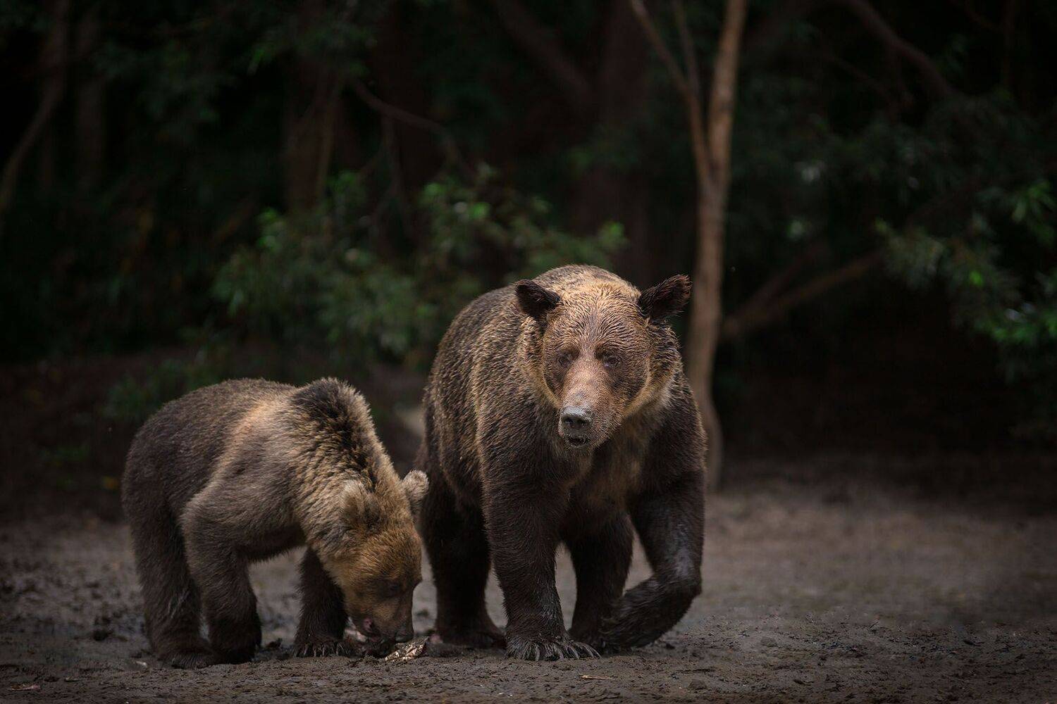 , Артем Удодов