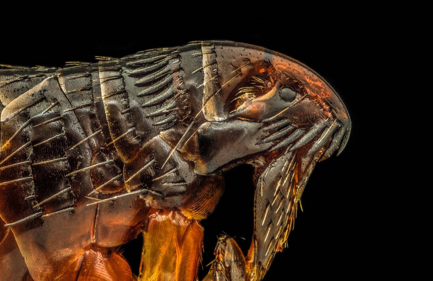 ceclii, macro, extrememacro, nikon d3400, semiplan 6.3, Tsvetan Ganev