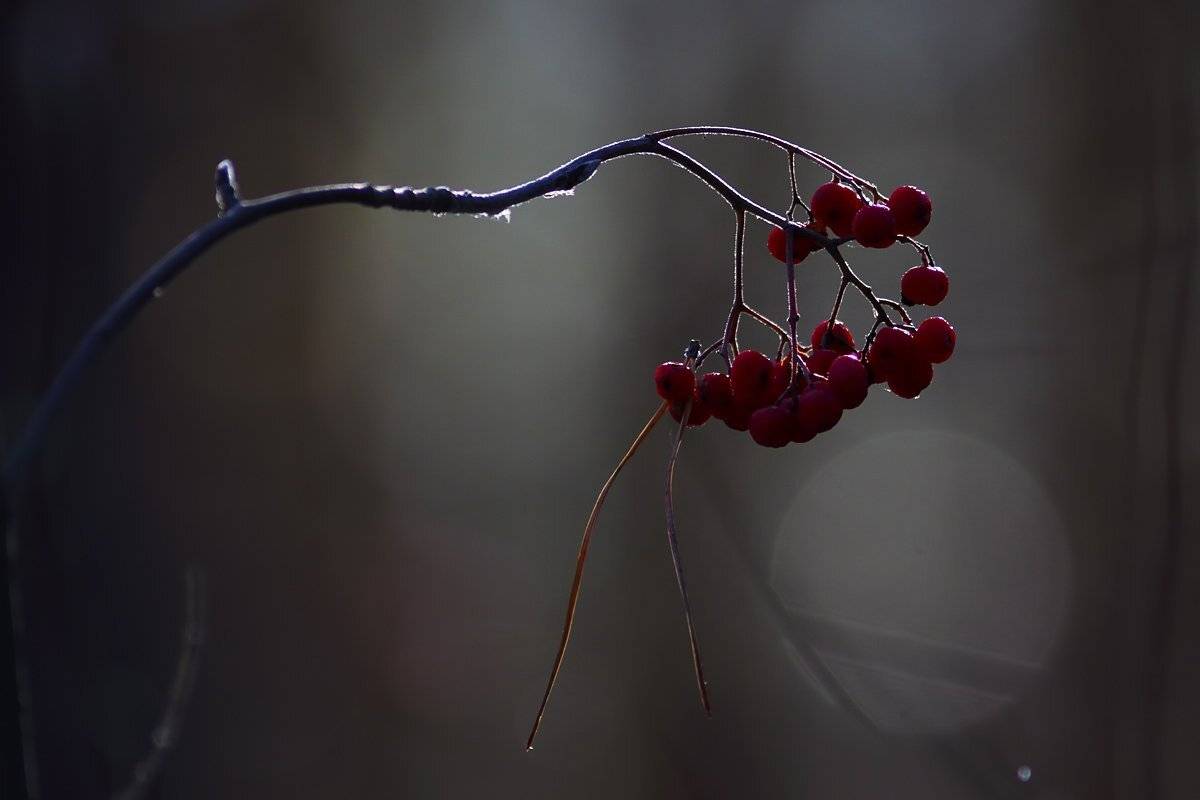 октябрь, рябина, Алексей