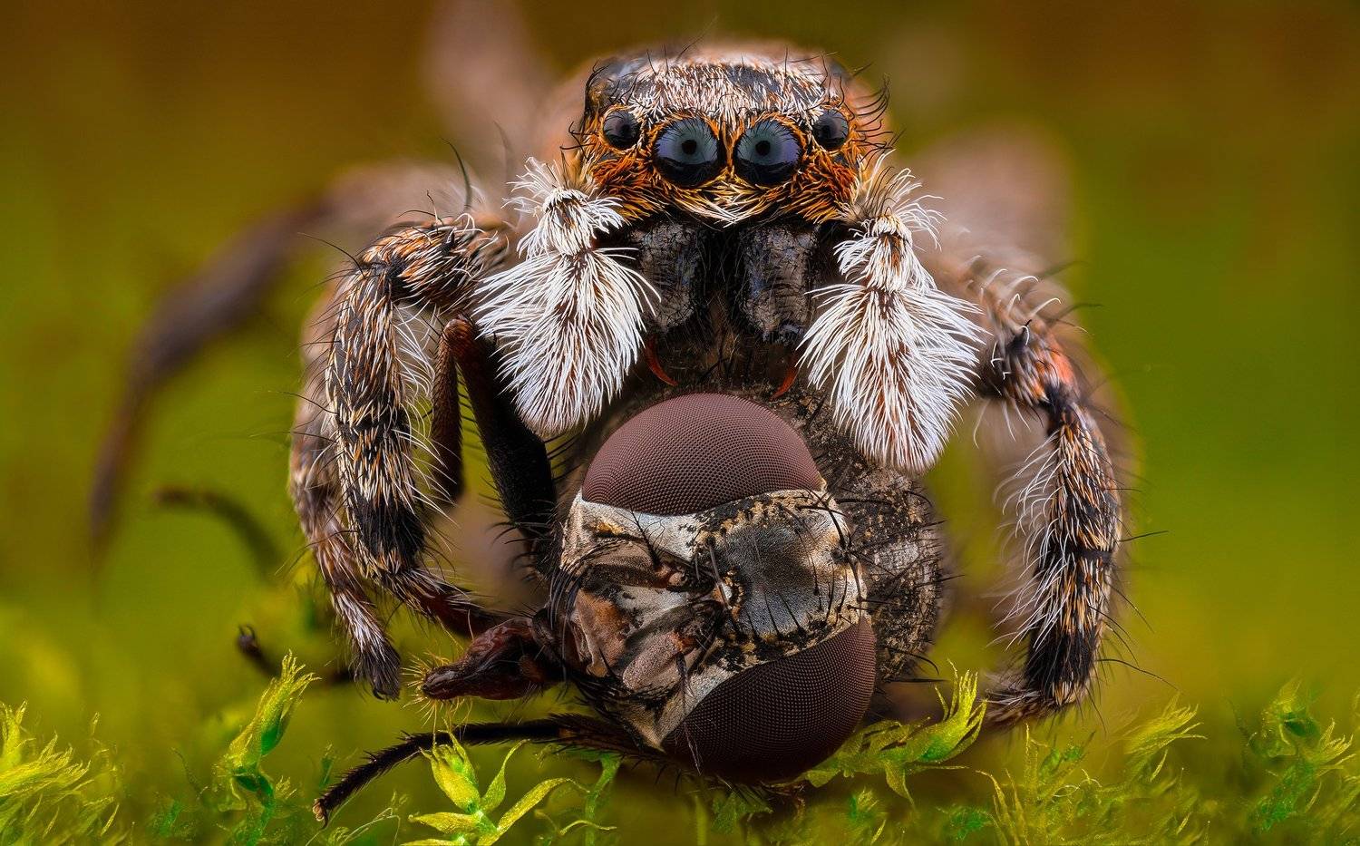 ceclii, macro, extrememacro, nikon d3400, lomo 3.7x, Tsvetan Ganev