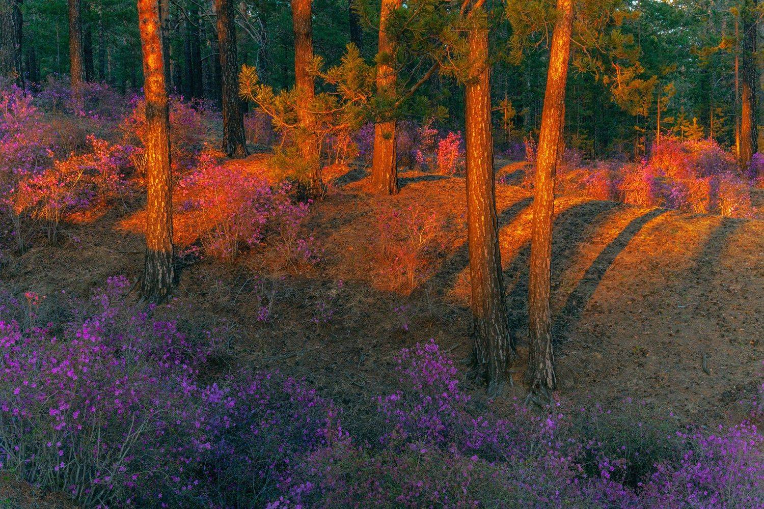 Фототуры с Владимиром Рябковым, Забайкалье, цветение багульника., Владимир Рябков