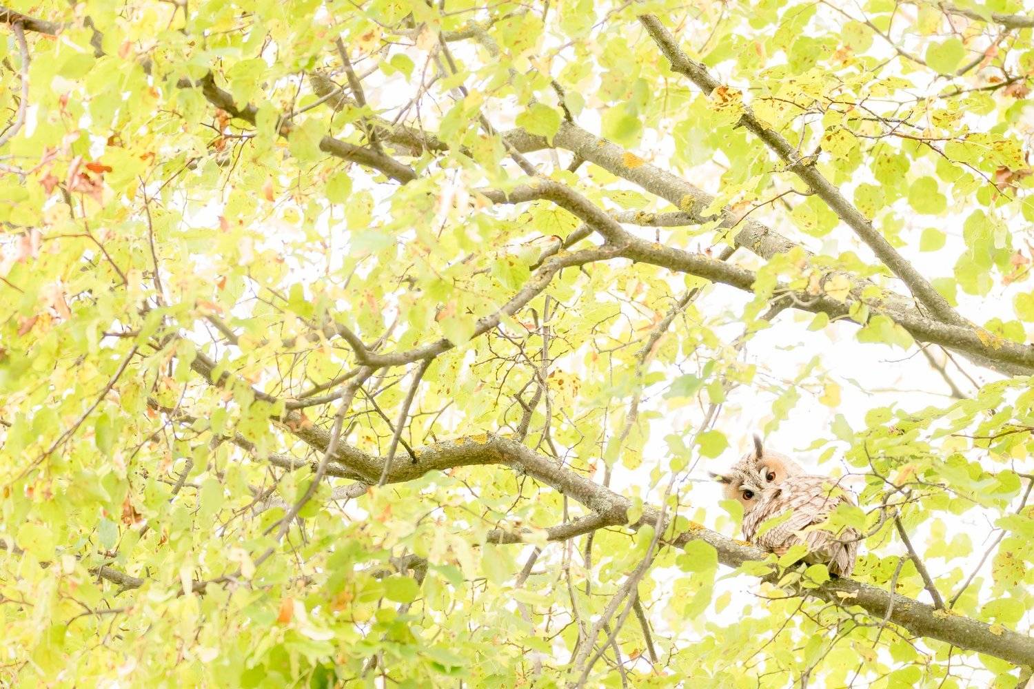 ушастая сова, asio otus, одинцовский район, подмосковье, одинцовский городской округ, птица с ушами, ушастая птица, хищная птица, птица на липе, липа, осенняя листва, диагонали, Ксения Соварцева