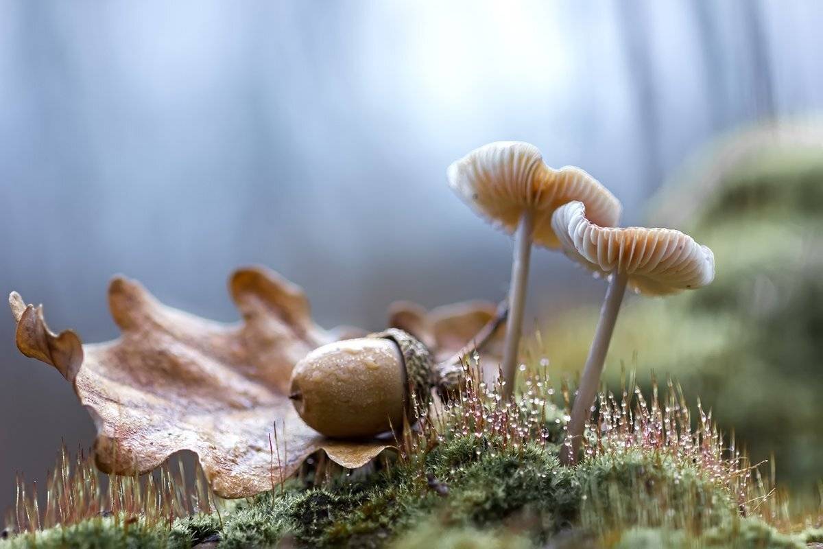 , Галина Горькавая