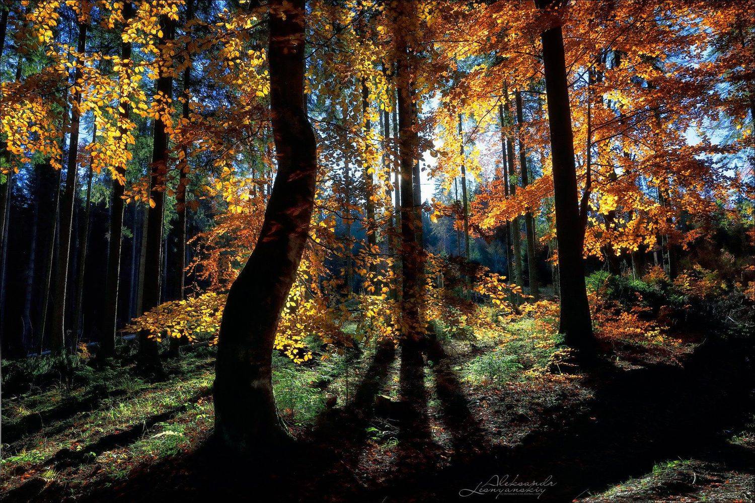 румыния, Александр Леснянский