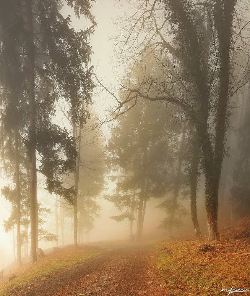 swiss, Матвеев Николай