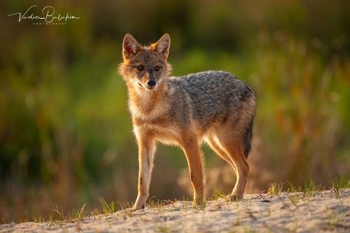 Золотые шакалы в Дельте Дуная