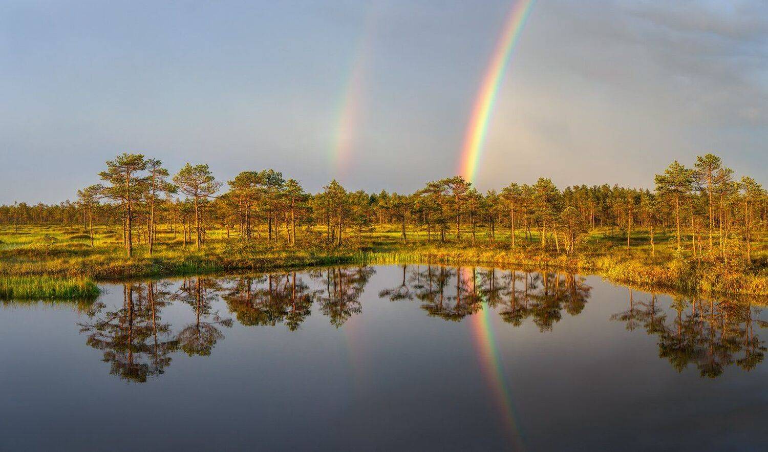 болото, радуга, ленобласть, ленинградская область, Арсений Кашкаров