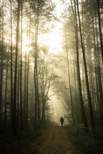 Walk in the woods