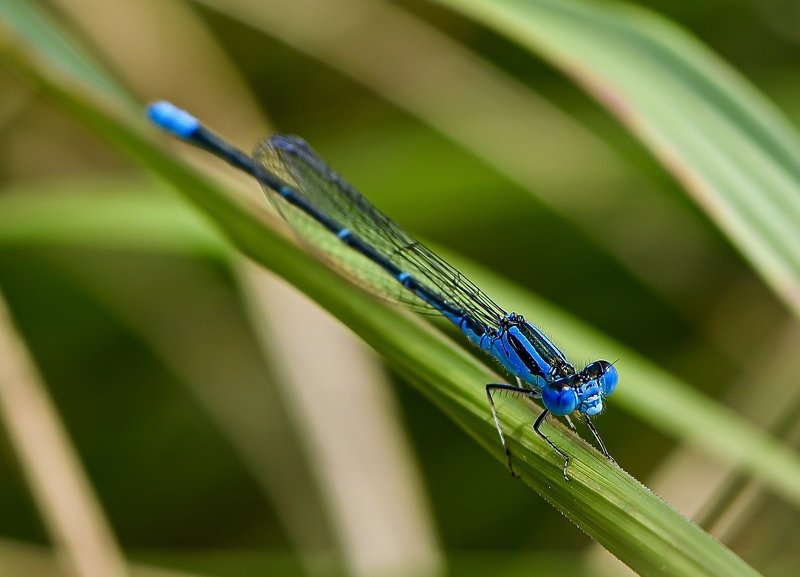 Blue фото превью