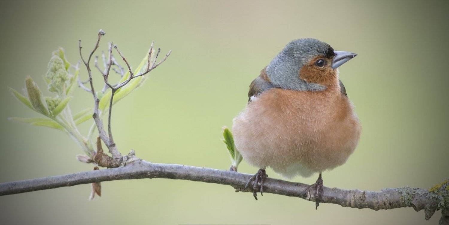 , Руслан Соколов