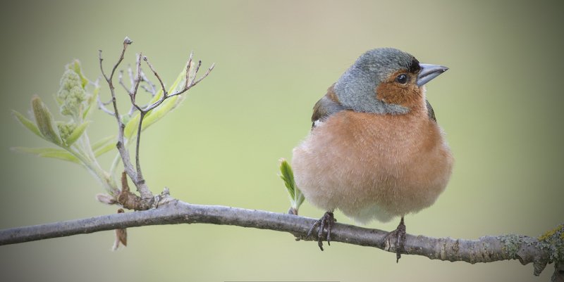 Про весну. фото превью