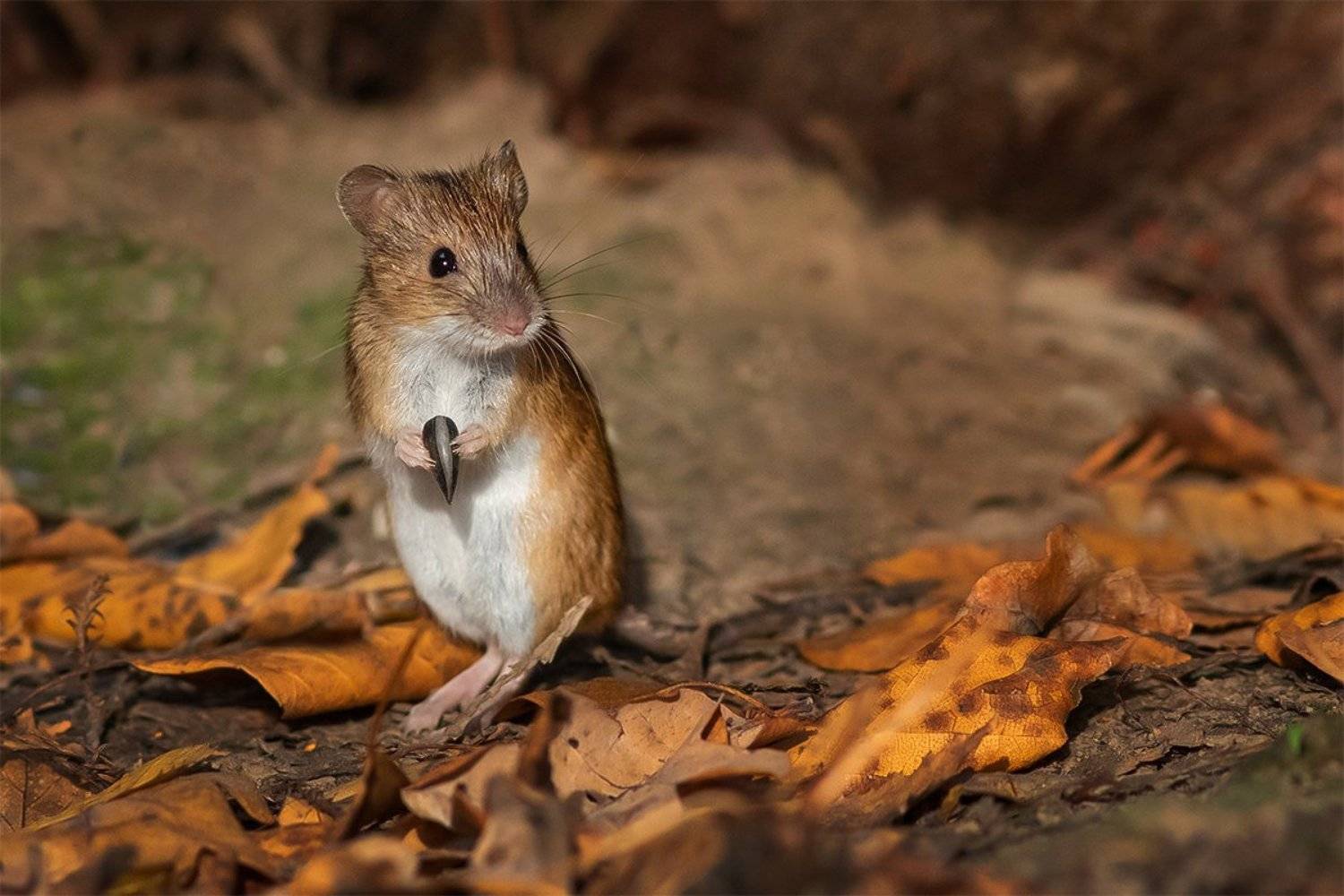 мышка, семечка, внимание, Наталия Сытина