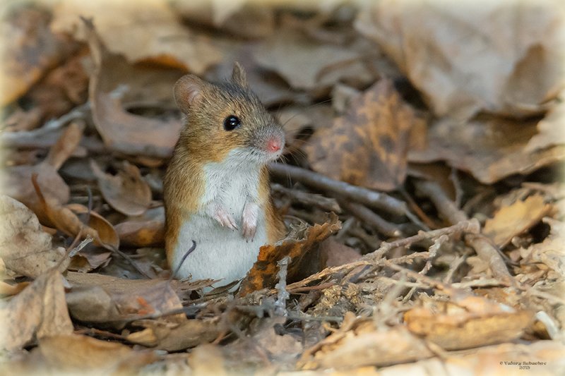 Опёнок осенний фото превью