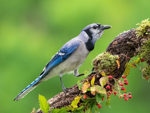 Голубая сойка  - Blue Jay
