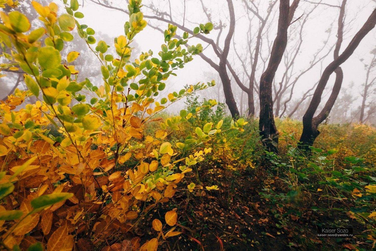 россия, приморье, приморский край, бухта льва, туман, лес, золотая осень, Kaiser Sozo