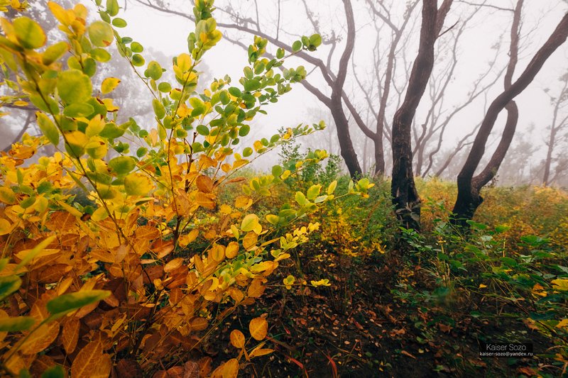россия, приморье, приморский край, бухта льва, туман, лес, золотая осень  фото превью