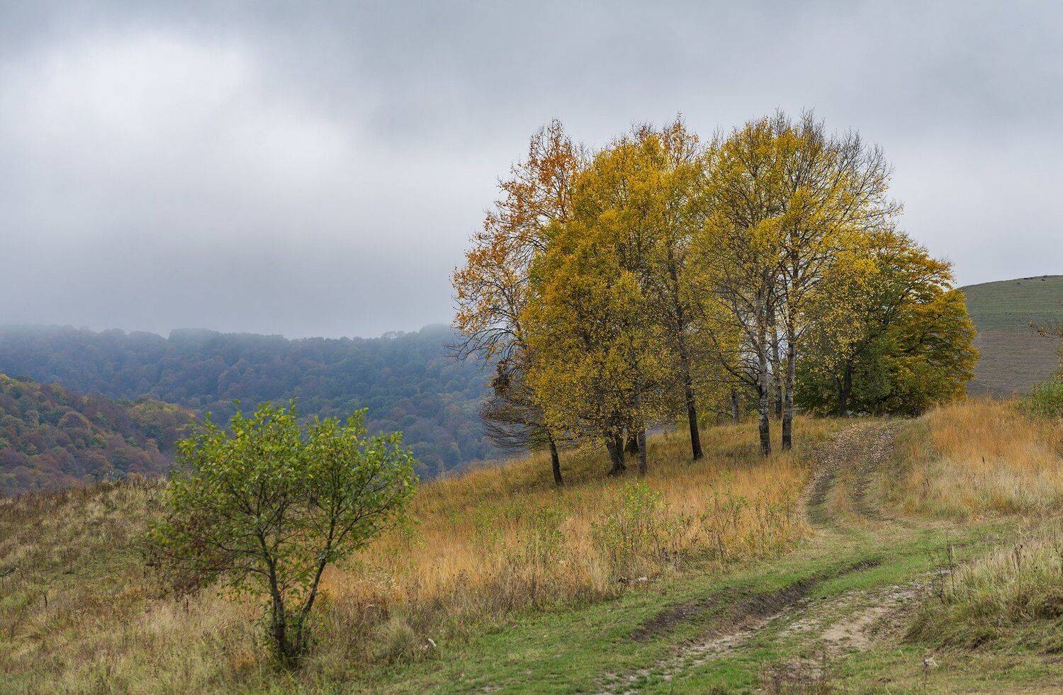 , Дмитрий Новоселов