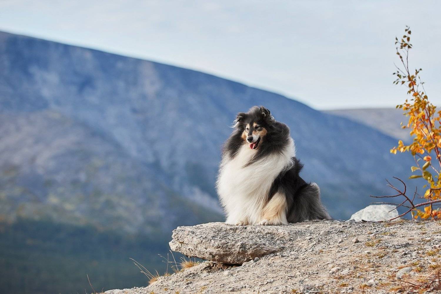 кольский, собаки, колли, Хибины, Куэльпорр, Лана Полякова