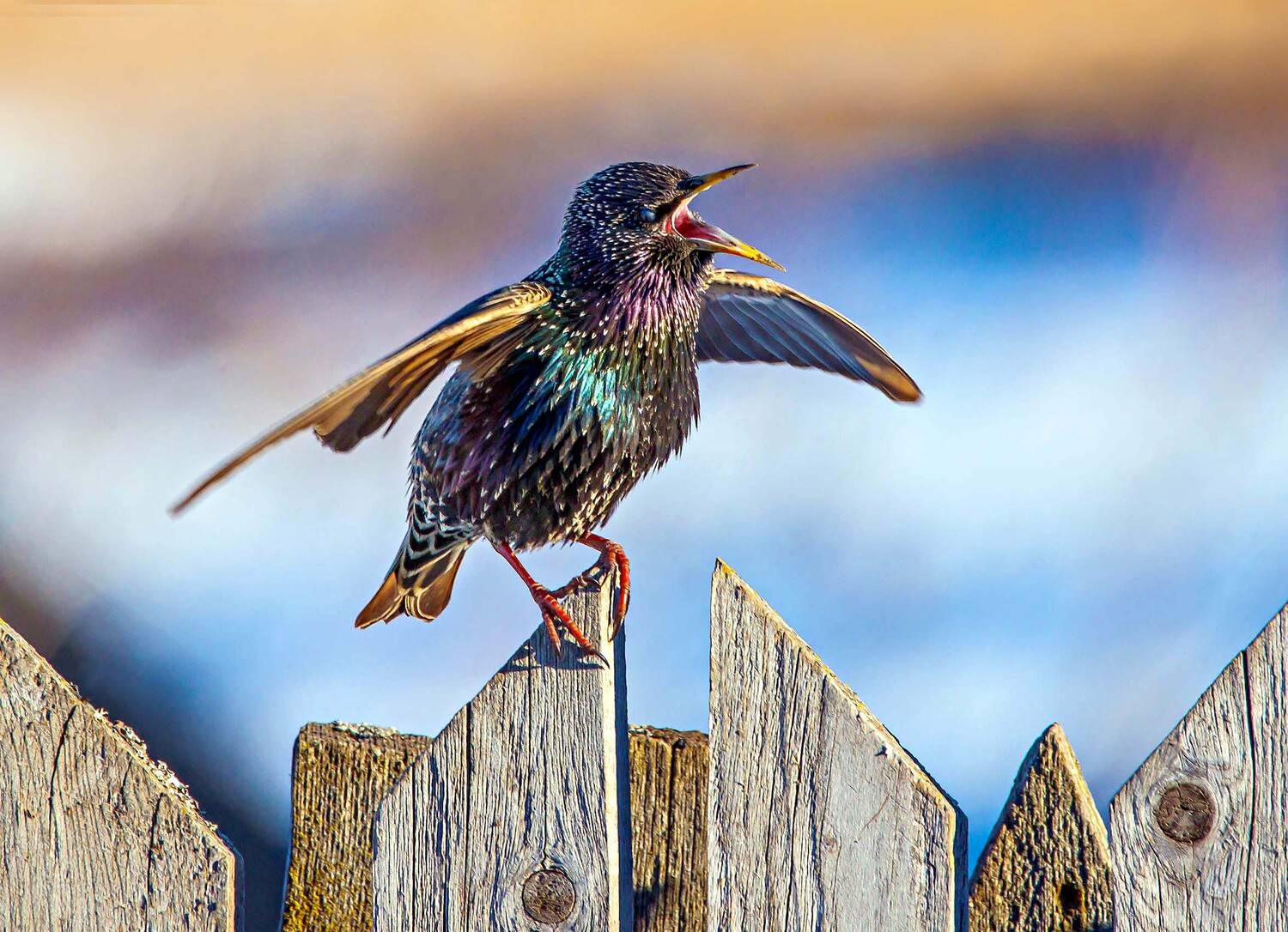 , Михаил Белоусов