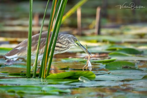 Птицы Дельты Дуная