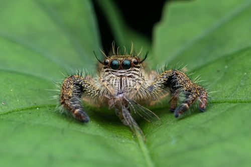 Jumping Spider with Kill
