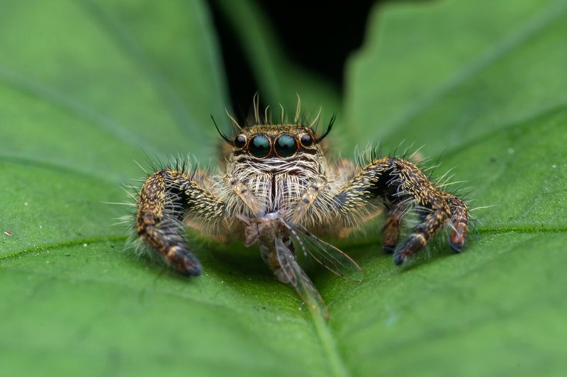 macro photography Jumping Spider with Kill фото превью