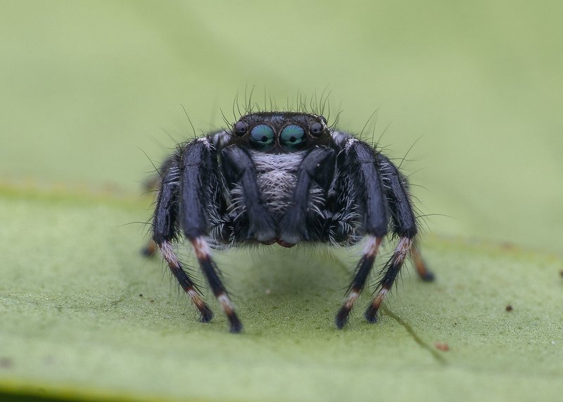 macro photography Jumping Spider фото превью