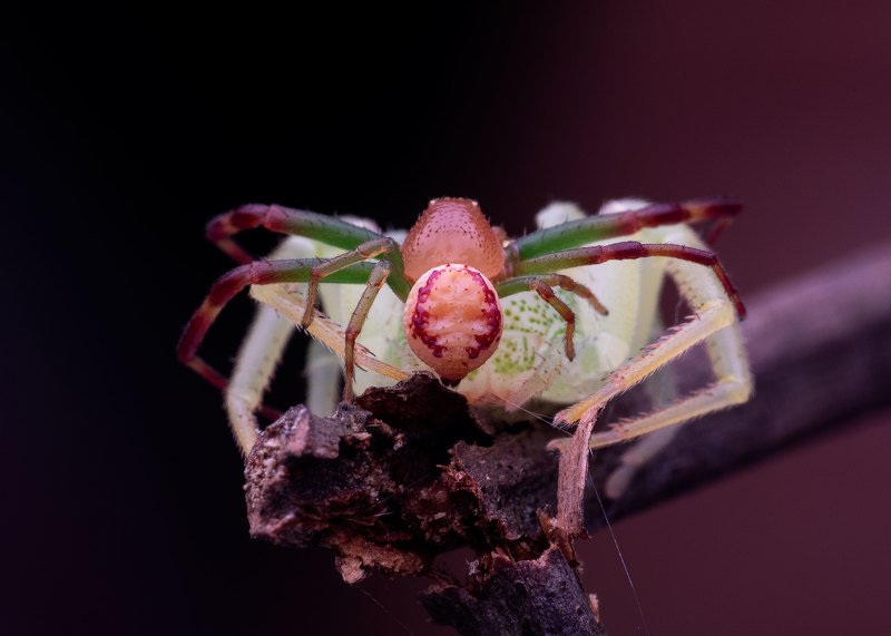 macro photography Crab Spider in Action фото превью