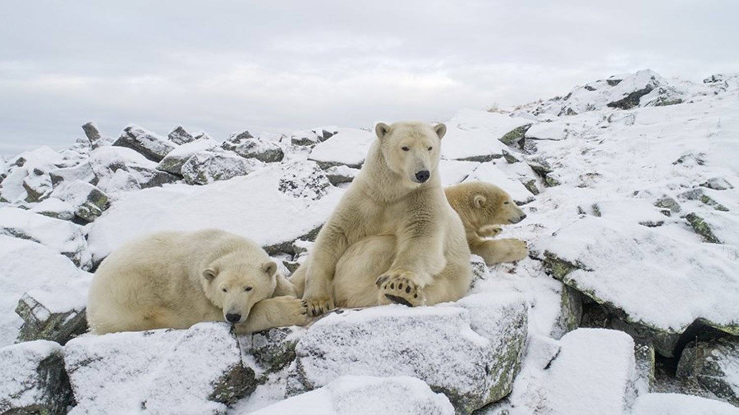 чукотка арктика север мыс кожевникова медведь белый полярный морской, Максим Деминов