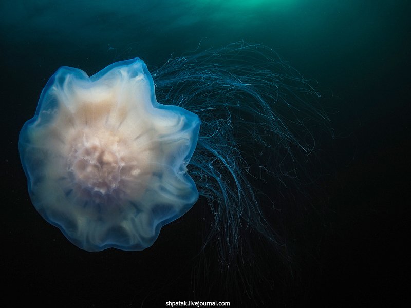 Дайвинг на севере Приморья. Бухта Рудная. Медузы октября 2019. фото превью