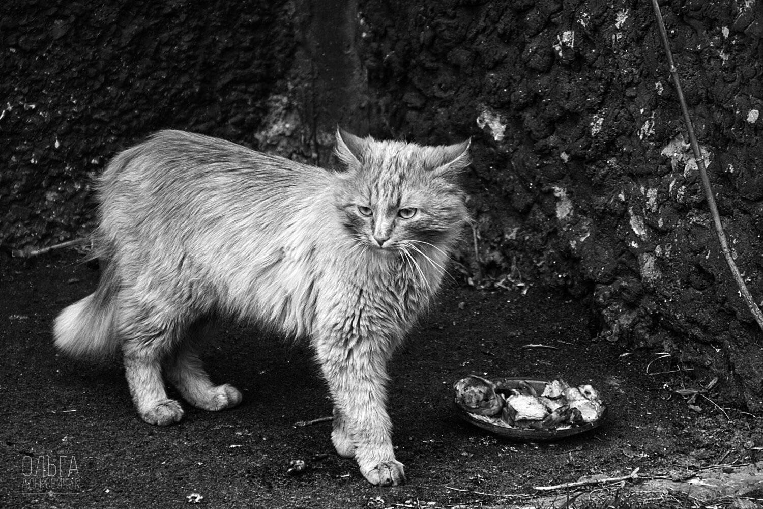 , Ольга Алексейчик