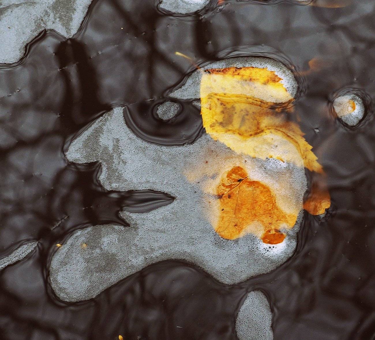 pareidolia, ПОЛУЕВ ИЛЬЯ