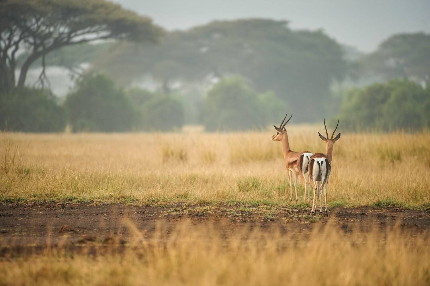 , Калин Ботев