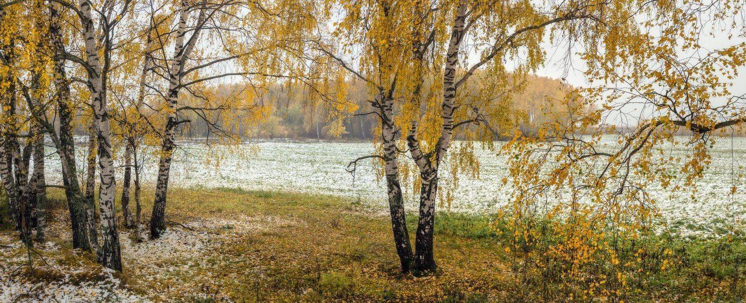 поле осень снег березы, Дмитрий Алексеев