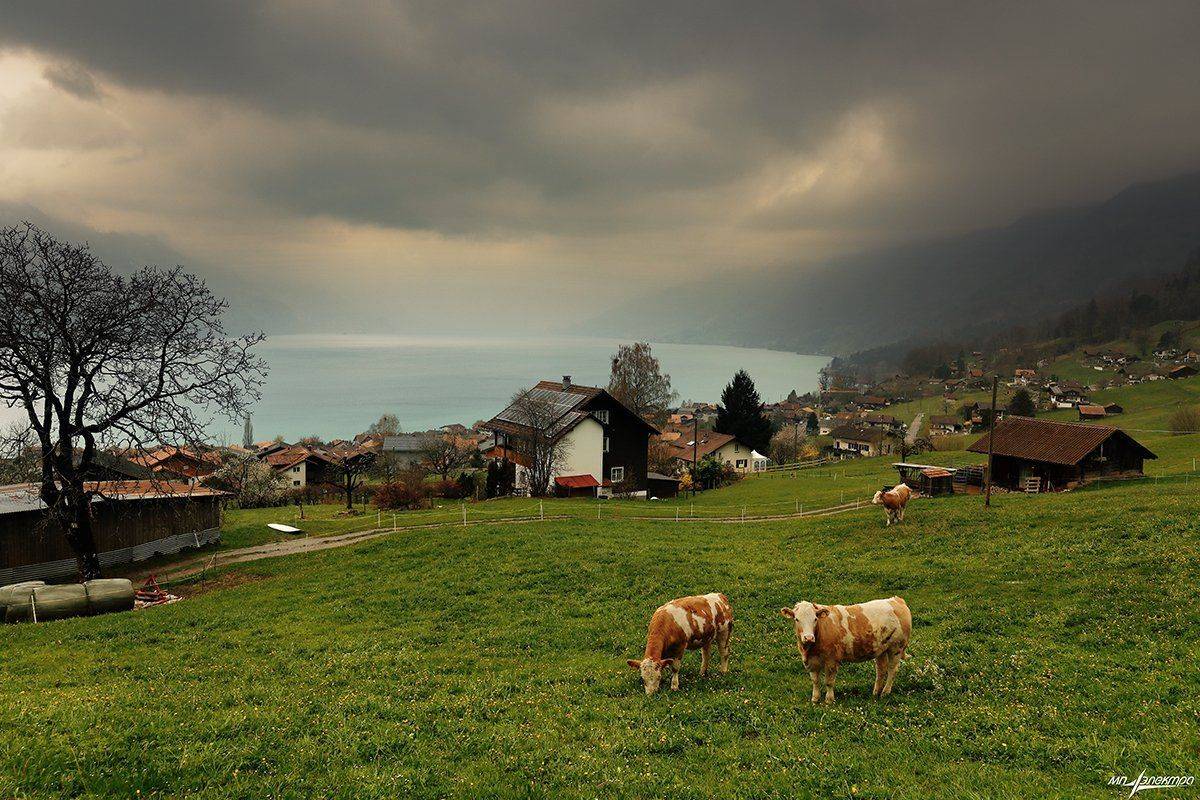 swiss, Матвеев Николай