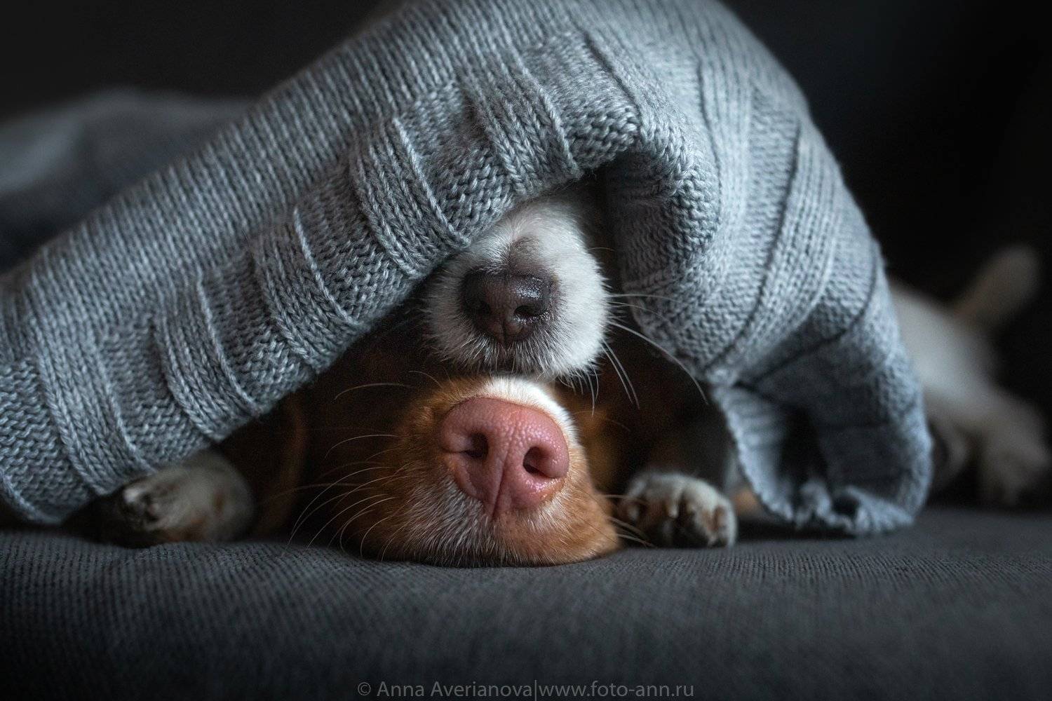 , Анна Аверьянова