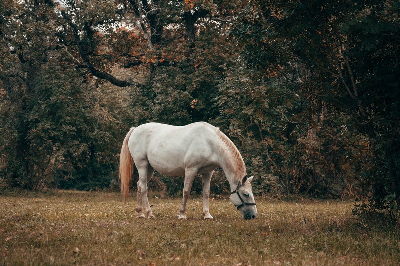 лошади, словения, пейзаж, липица, осень Липицианы фото превью