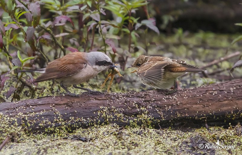 обыкновенный жулан, слеток жулана, птицы, Lanius collurio Детский завтрак фото превью