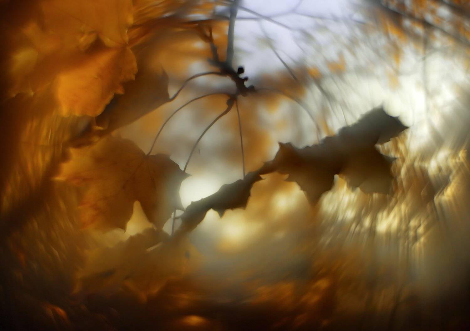 макро,природа,осень, Sixten ( Сергей )