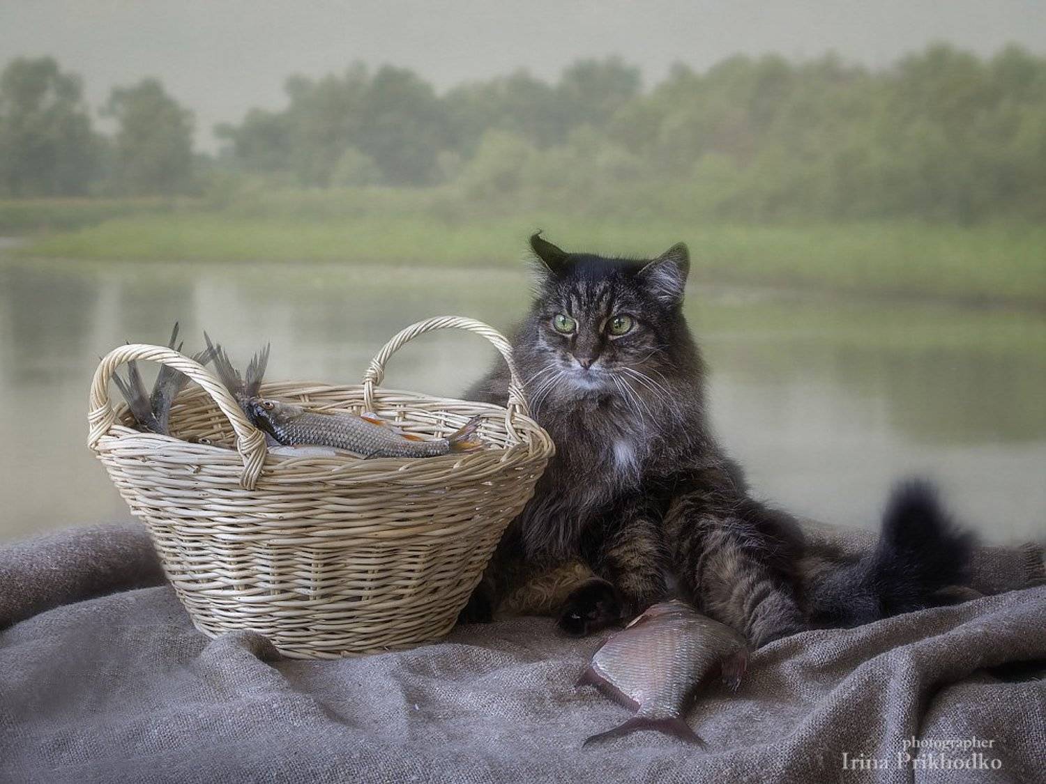 кот Мейсон, корзина рыбы, речной пейзаж, лето, Ирина Приходько