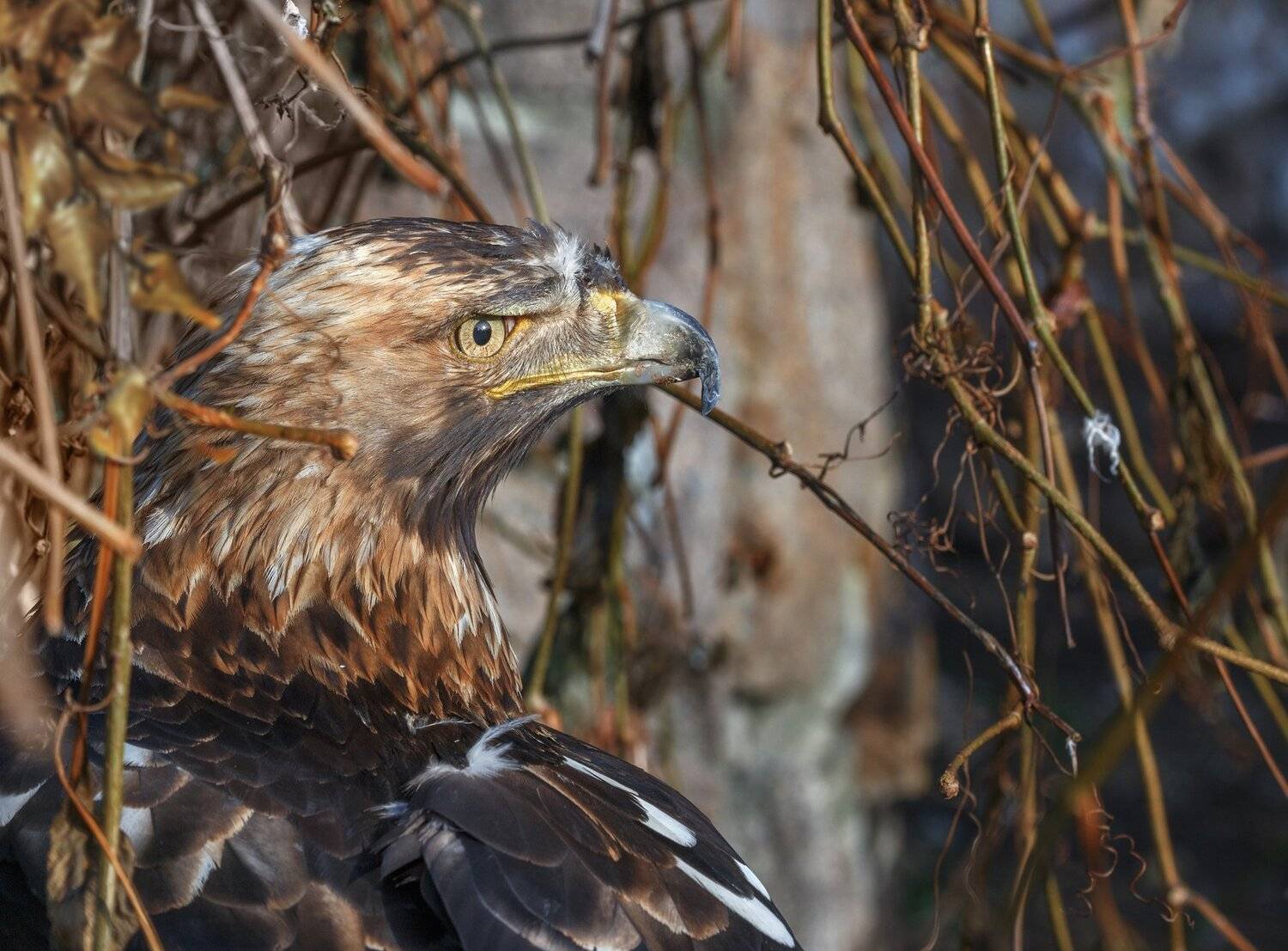 императорский орел (орел-могильник), Олег Богданов