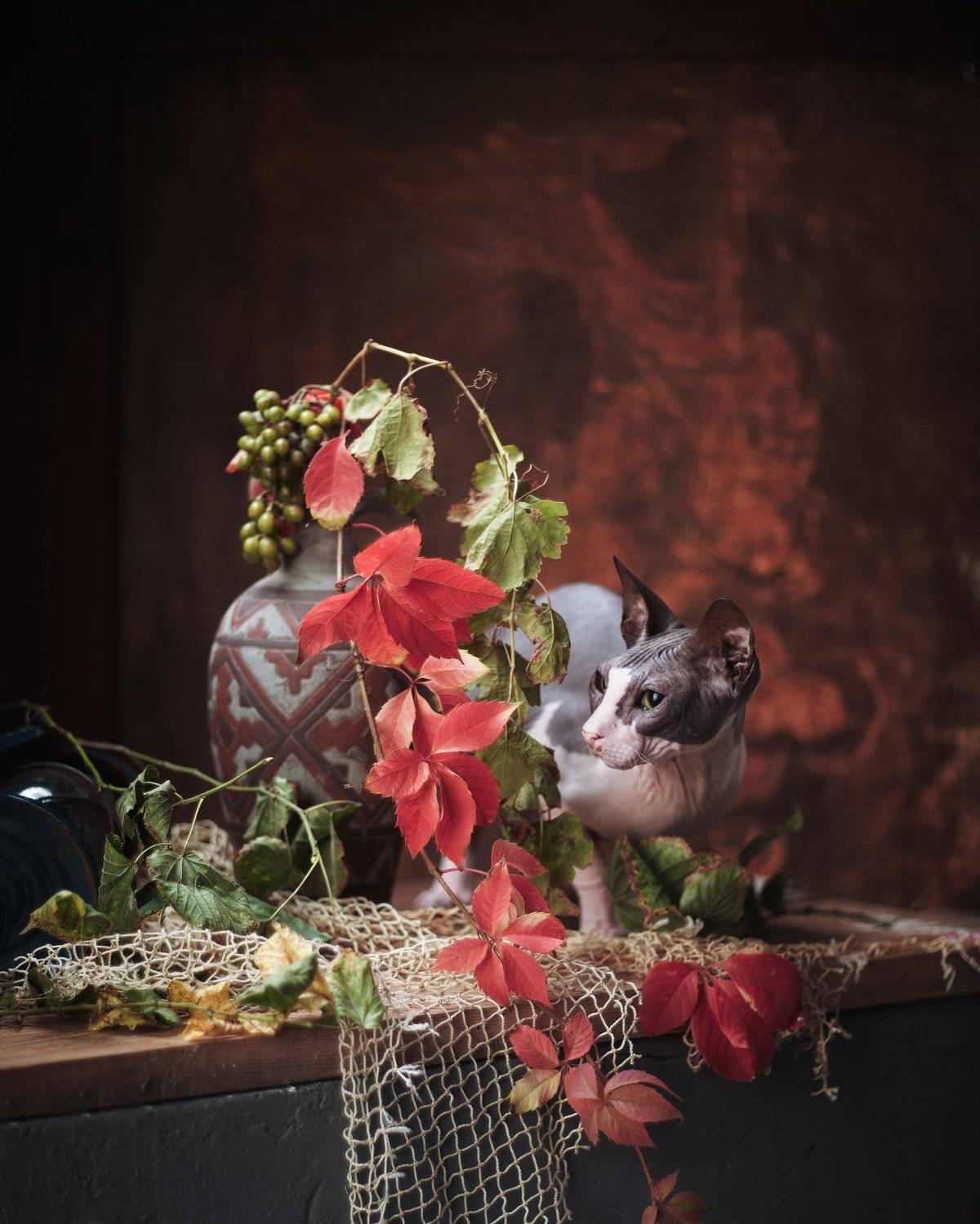 #сфинкс #кошки #домашние #животные в натюрморте #портрет, Игорь Крюков