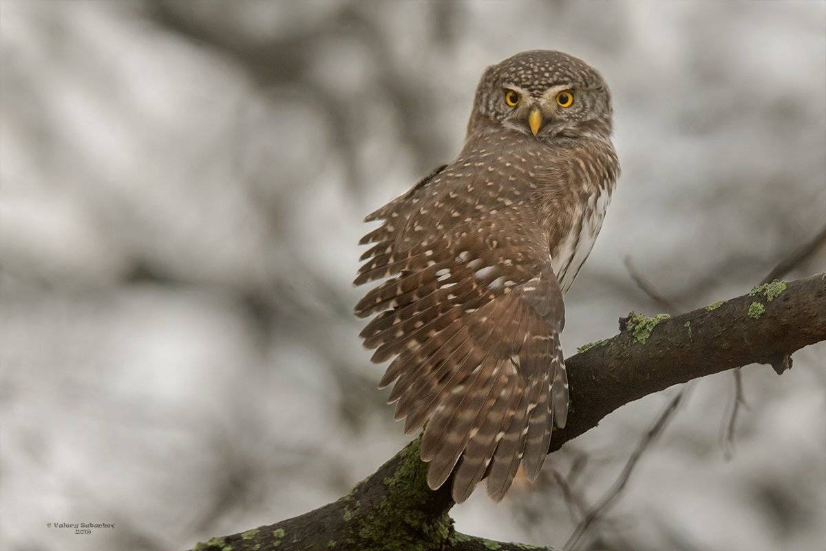 , Валерий Субачев